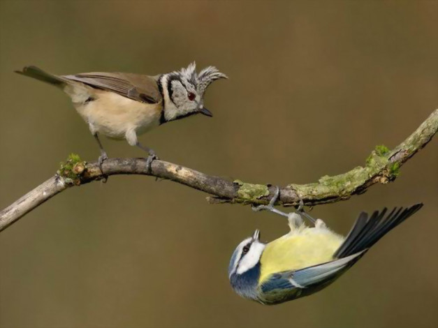 Обои картинки фото животные, синицы, лазоревки