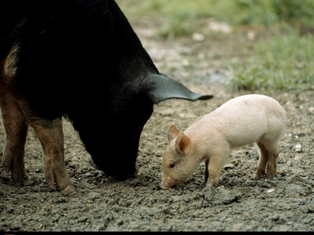 Обои картинки фото животные, свиньи, кабаны