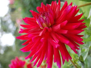 Картинка цветы георгины