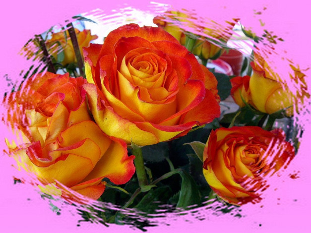 Обои картинки фото цветы, розы