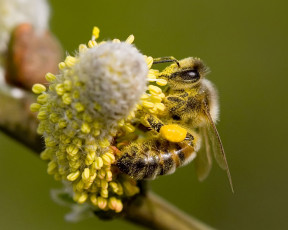 Картинка животные пчелы осы шмели
