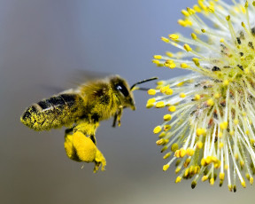 Картинка животные пчелы осы шмели