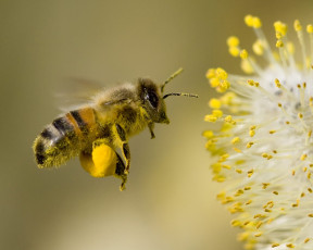 Картинка животные пчелы осы шмели