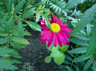 Картинка цветы