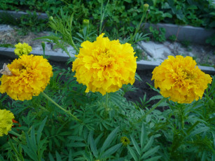 Картинка цветы бархатцы