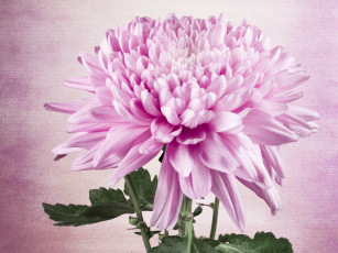 Картинка цветы хризантемы