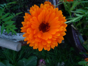 Картинка цветы календула