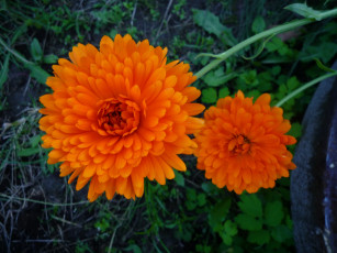 Картинка цветы календула