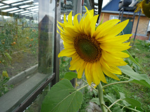 Картинка цветы подсолнухи