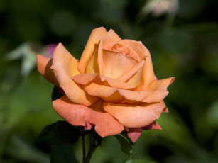 Картинка цветы розы