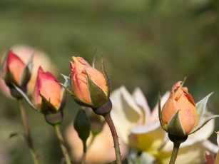 Картинка цветы розы