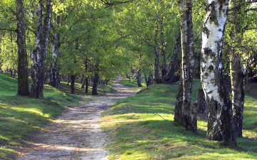 Картинка природа лес