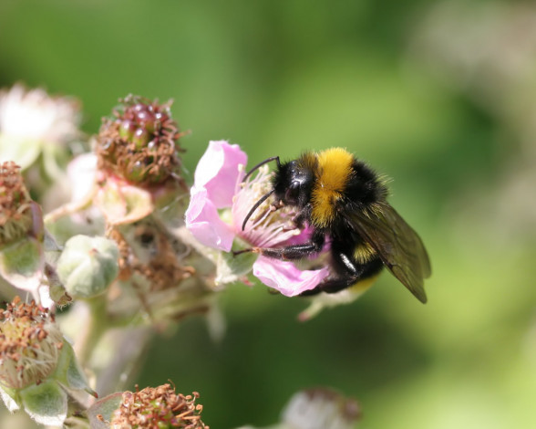 Обои картинки фото животные, пчелы, осы, шмели