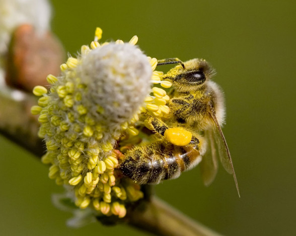 Обои картинки фото животные, пчелы, осы, шмели