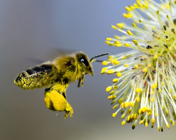 Обои картинки фото животные, пчелы, осы, шмели