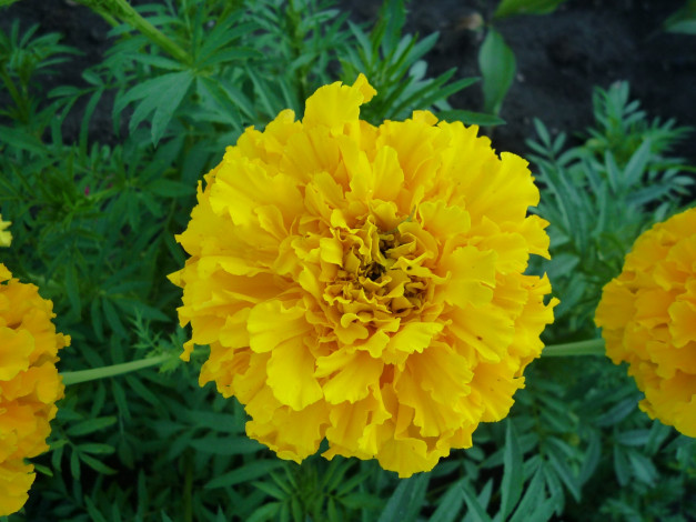 Обои картинки фото цветы, бархатцы