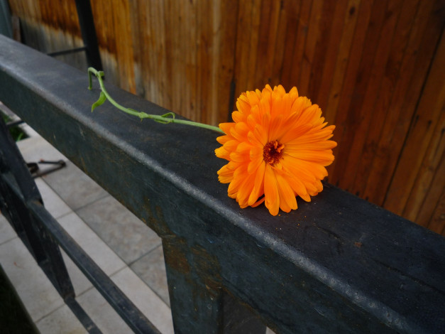 Обои картинки фото цветы, календула