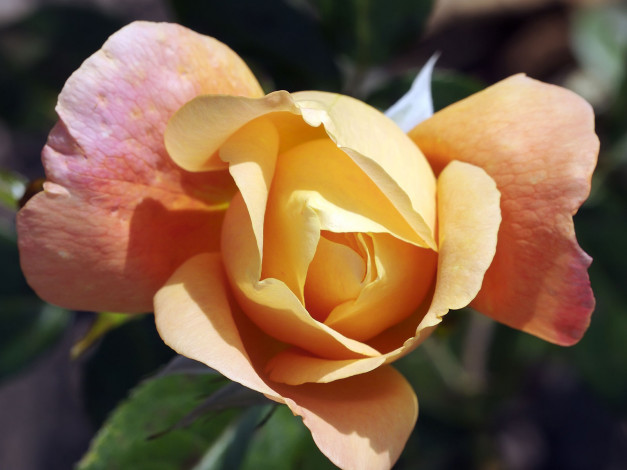 Обои картинки фото цветы, розы