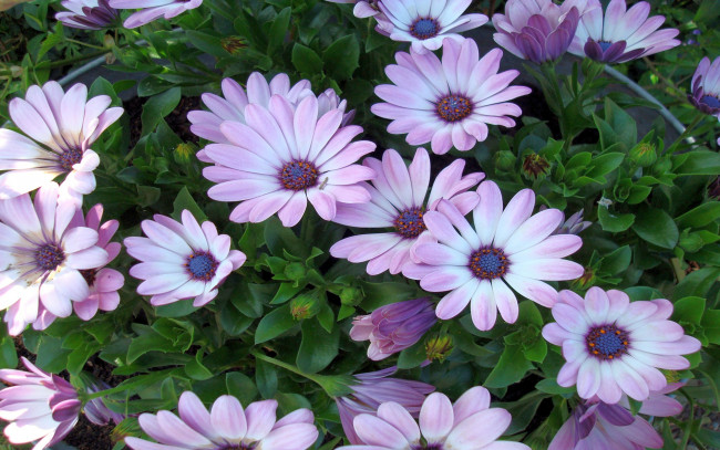 Обои картинки фото цветы, диморфотеки