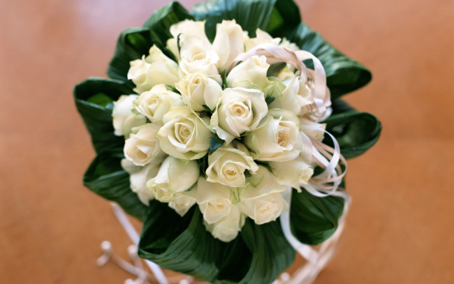 Обои картинки фото цветы, розы