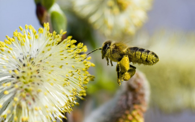 Обои картинки фото животные, пчелы, осы, шмели
