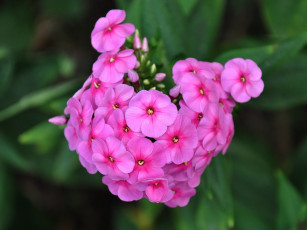 Картинка цветы флоксы