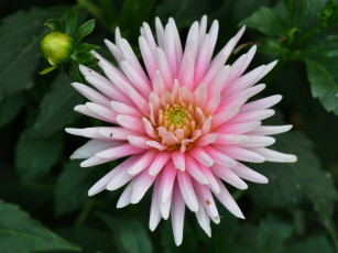 Картинка цветы георгины