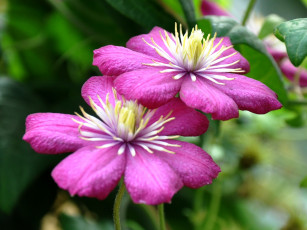 Картинка цветы клематис ломонос