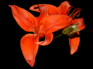 Картинка цветы лилии лилейники