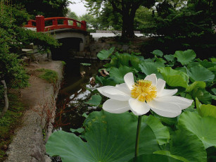 Картинка цветы лотосы