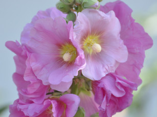 Картинка цветы мальвы