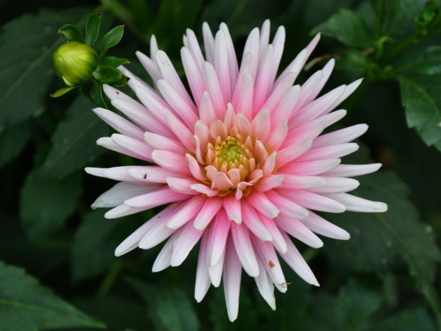 Обои картинки фото цветы, георгины