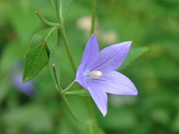Обои картинки фото цветы, колокольчики