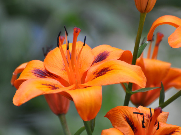 Обои картинки фото цветы, лилии, лилейники