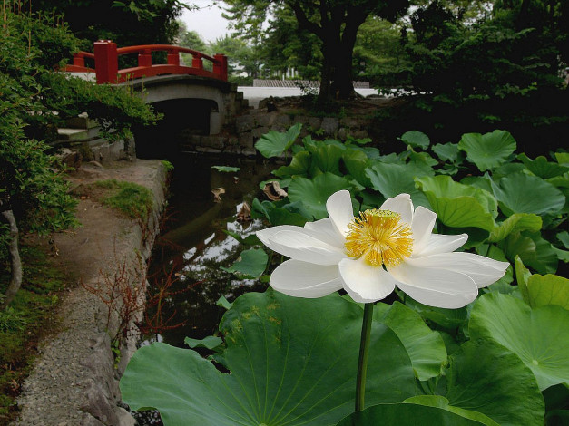 Обои картинки фото цветы, лотосы