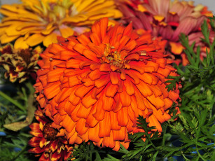 Картинка цветы цинния лепестки