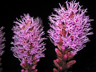 Картинка цветы фон тёмный