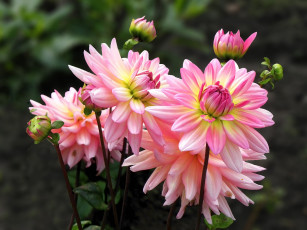 Картинка цветы георгины лепестки