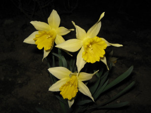 Картинка цветы нарциссы фон тёмный