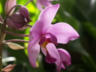 Картинка цветы орхидеи макро