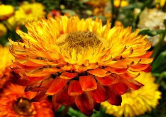 Картинка цветы бессмертник жёлтый