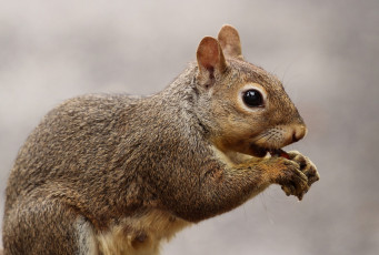 Картинка животные белки белочка