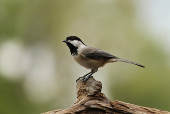 Картинка животные синицы лазоревки синичка