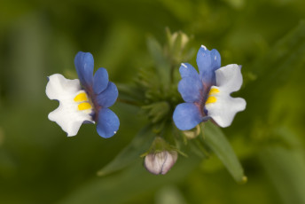 Картинка цветы луговые полевые макро