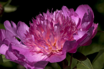 Картинка цветы пионы макро