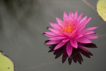 Картинка цветы лилии водяные нимфеи кувшинки вода