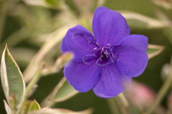 Картинка цветы макро лепестки