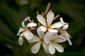 Картинка цветы плюмерия соцветие