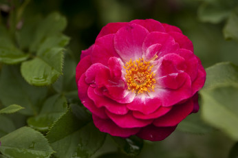 Картинка цветы розы макро