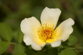 Картинка цветы шиповник лепестки макро